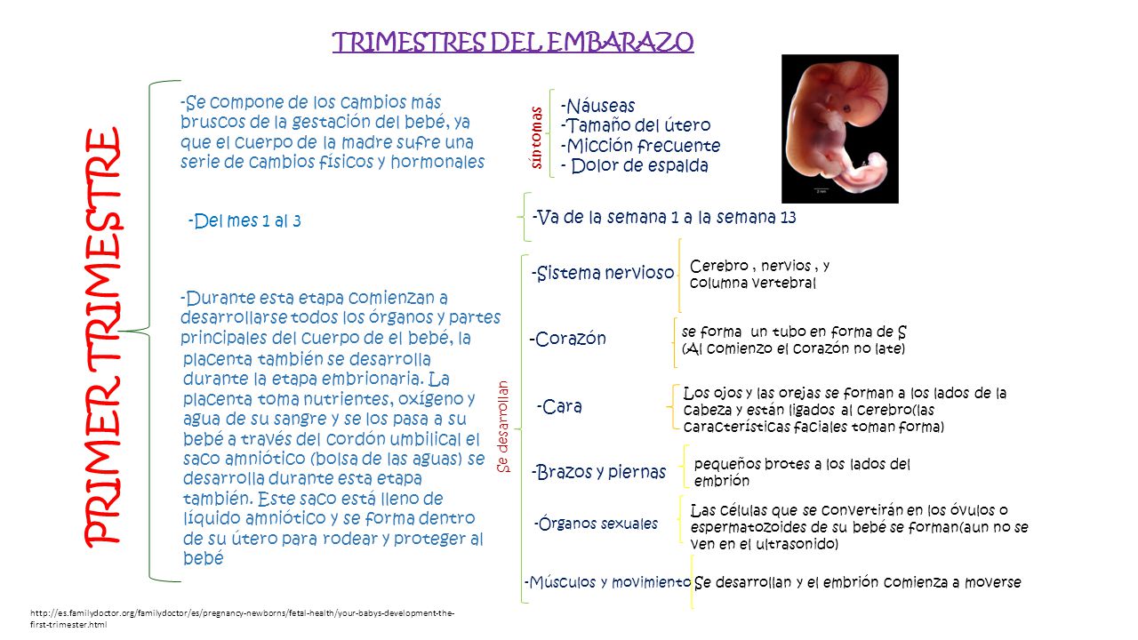 cambios físicos en el embarazo primer mes